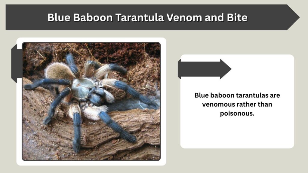Blue Baboon Tarantula Venom and Bite