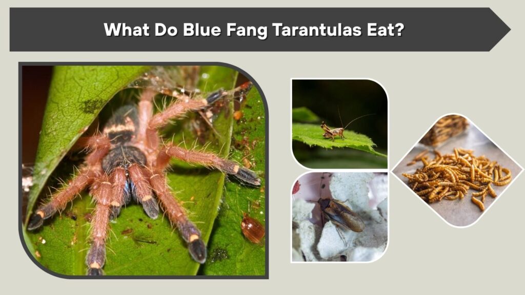What Do Blue Fang Tarantulas Eat?