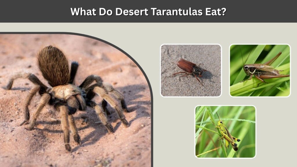 What Do Desert Tarantulas Eat?