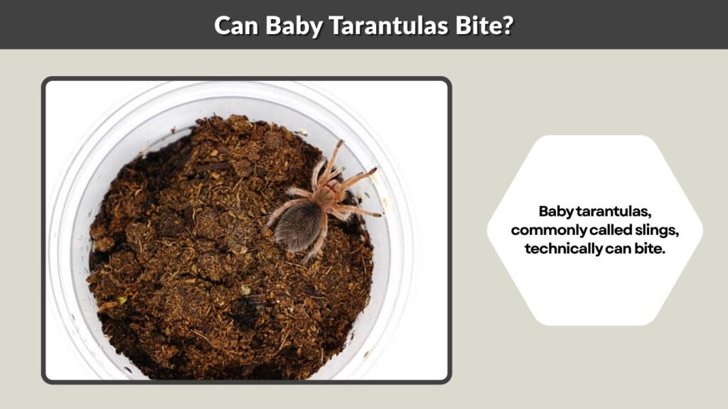 Can Baby Tarantulas Bite?