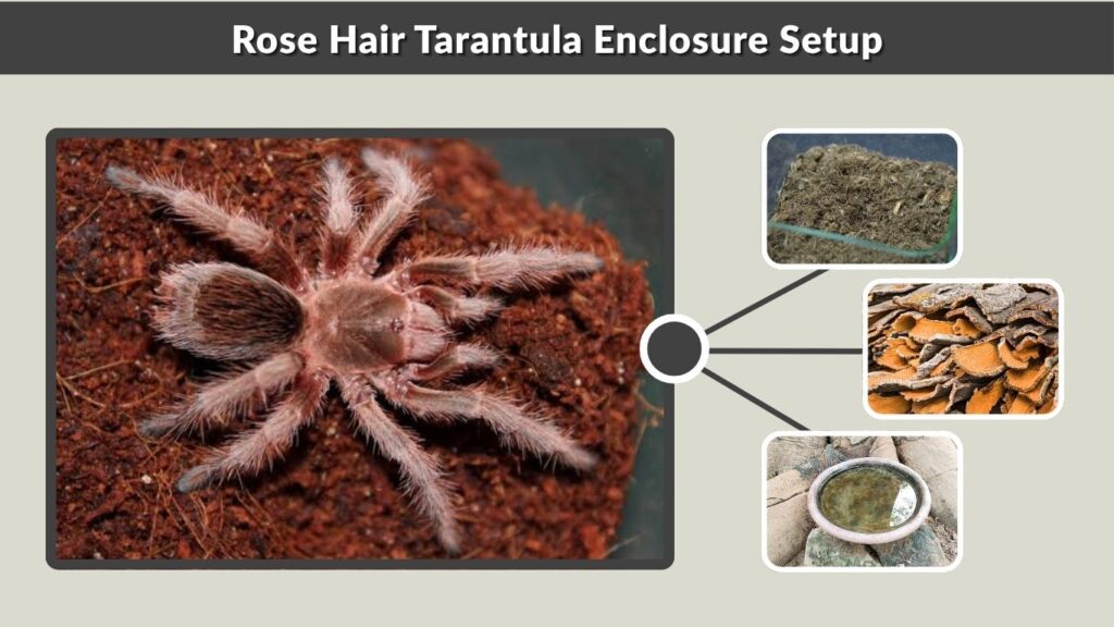 Rose Hair Tarantula Enclosure Setup