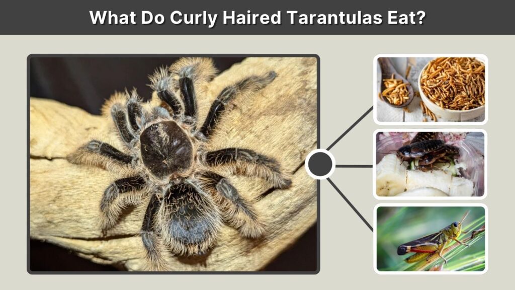 What Do Curly Haired Tarantulas Eat?