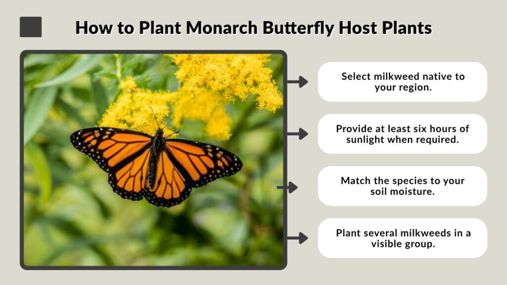 How to Plant Monarch Butterfly Host Plants