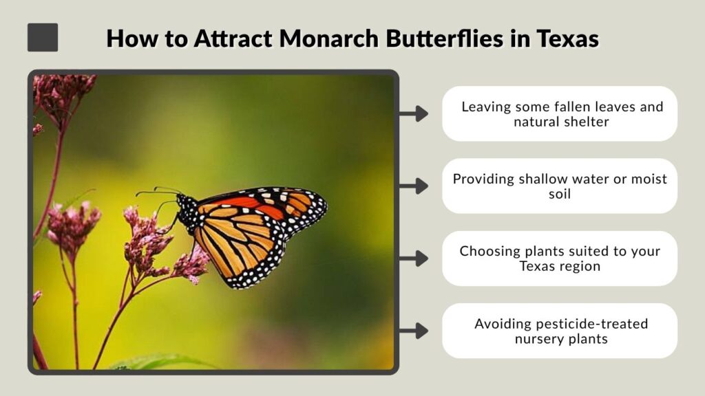 How to Attract Monarch Butterflies in Texas