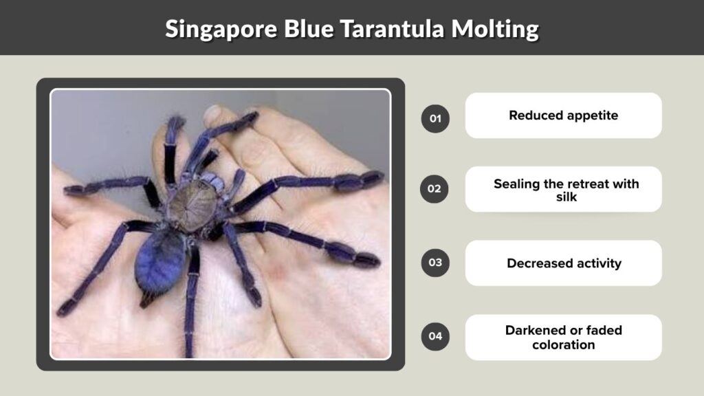 Singapore Blue Tarantula Molting