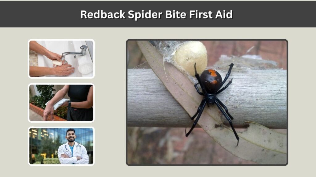 Redback Spider Bite First Aid