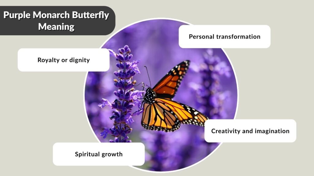 Purple Monarch Butterfly Meaning