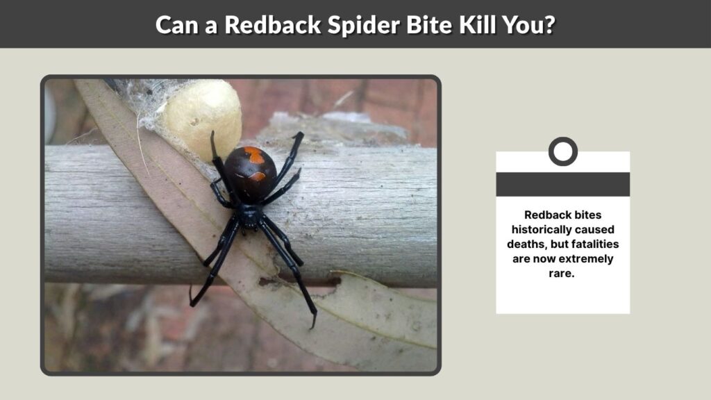 Can a Redback Spider Bite Kill You?