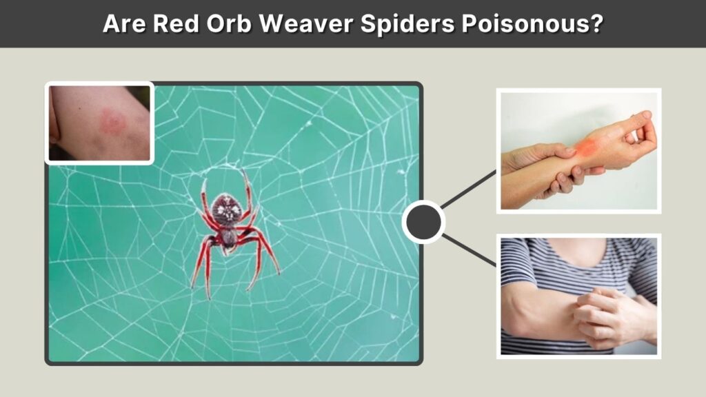 Are Red Orb Weaver Spiders Poisonous?
