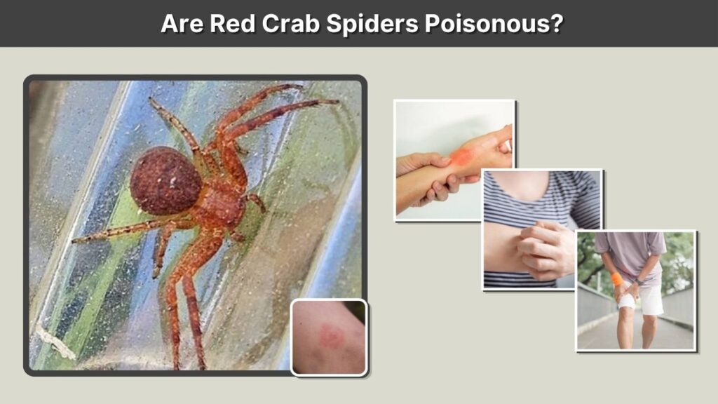 Are Red Crab Spiders Poisonous?