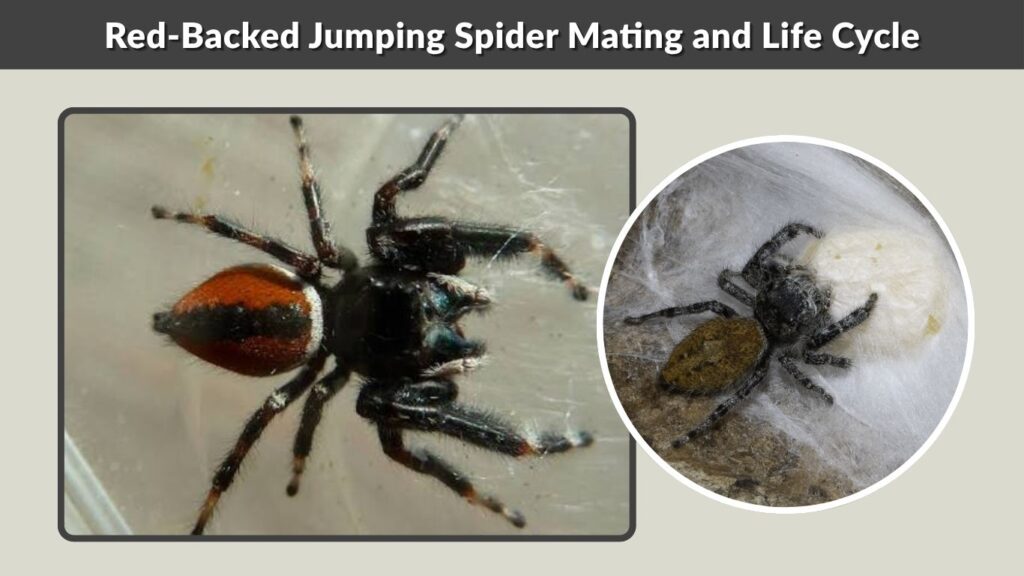 Red-Backed Jumping Spider Mating and Life Cycle
