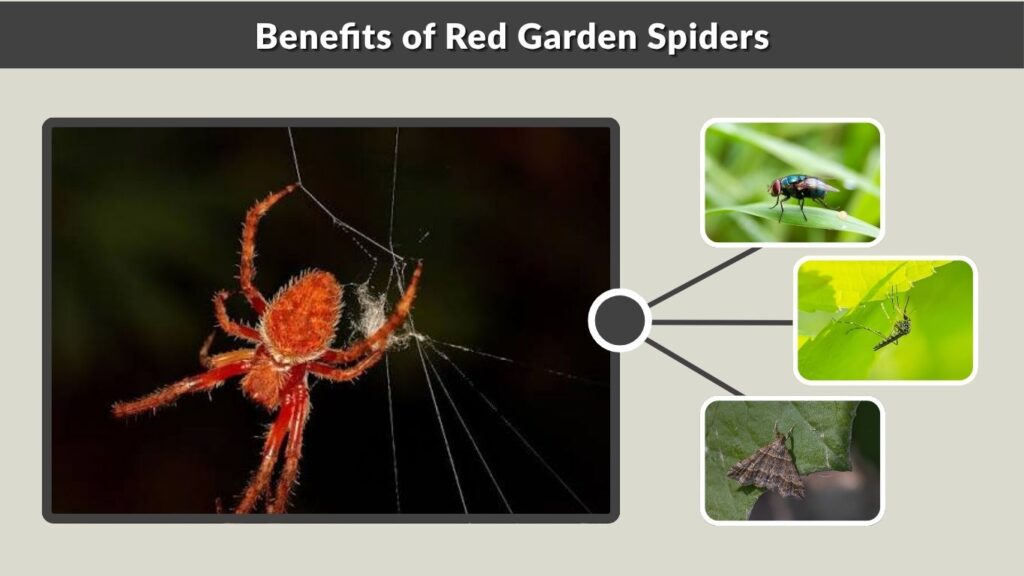Benefits of Red Garden Spiders