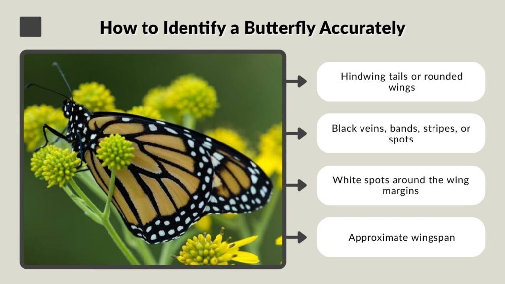 How to Identify a Butterfly Accurately