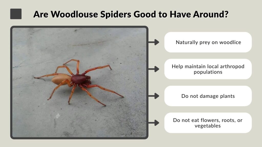 Are Woodlouse Spiders Good to Have Around?