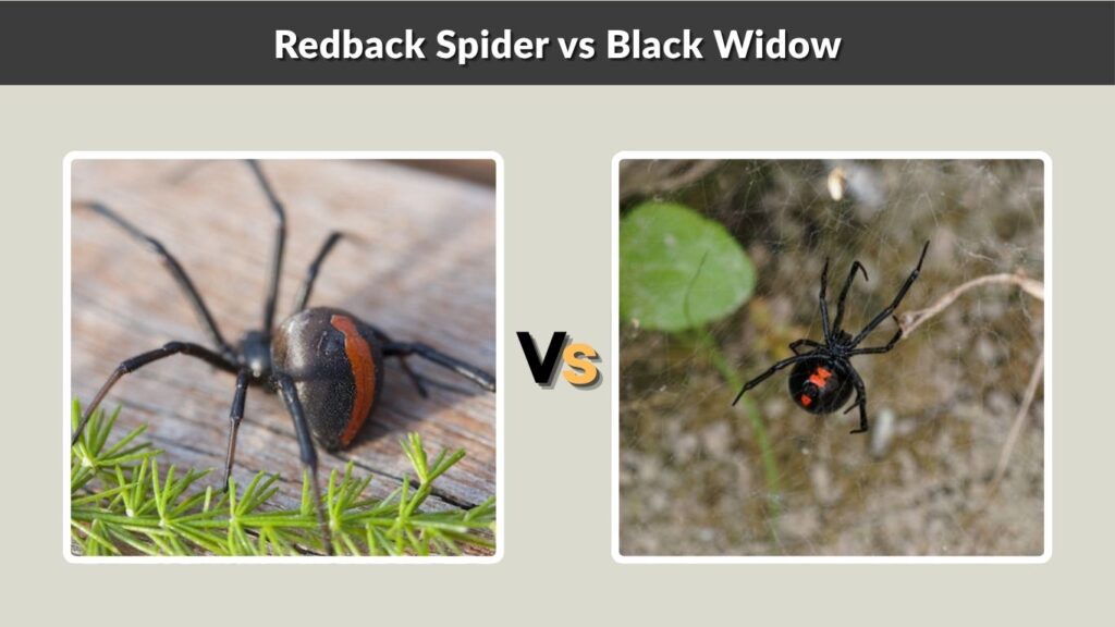 Redback Spider vs Black Widow