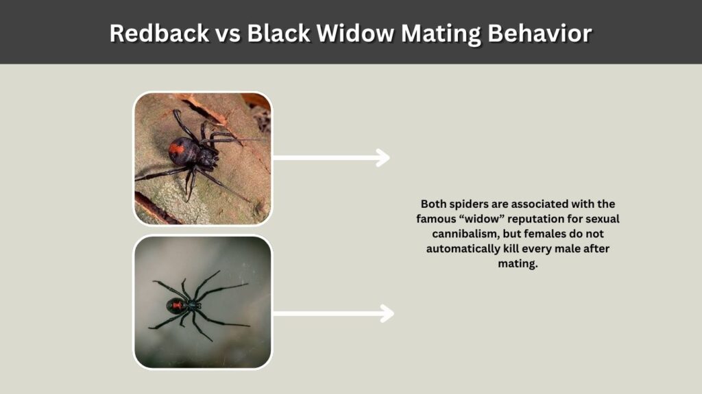 Redback vs Black Widow Mating Behavior