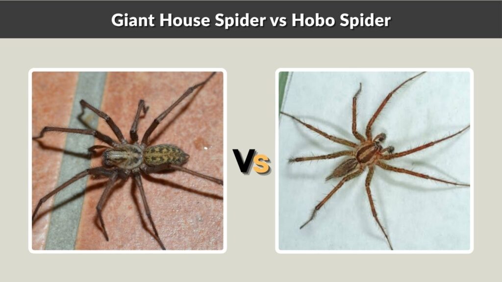 Giant House Spider vs Similar Spiders