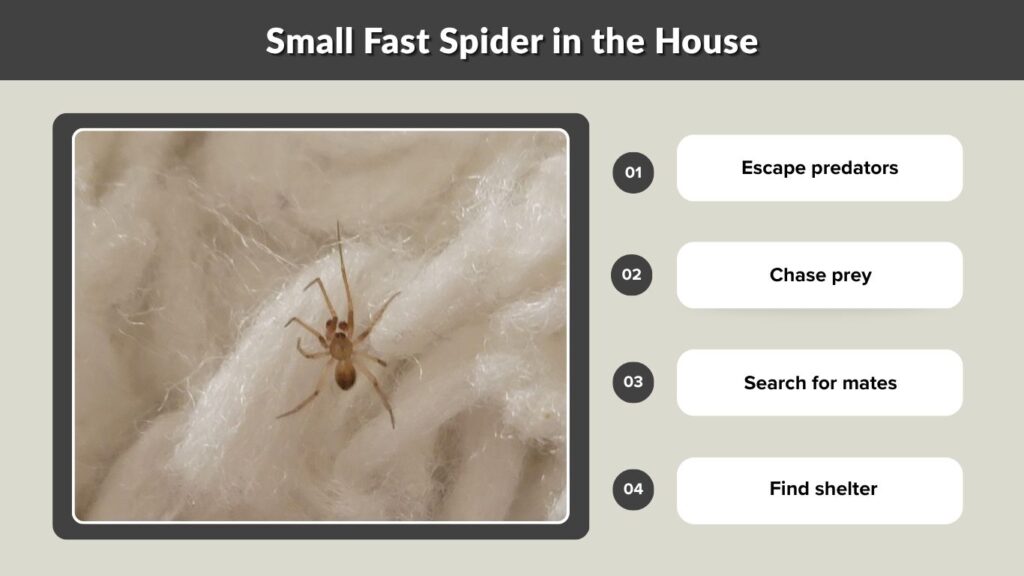 Small Fast Spider in the House