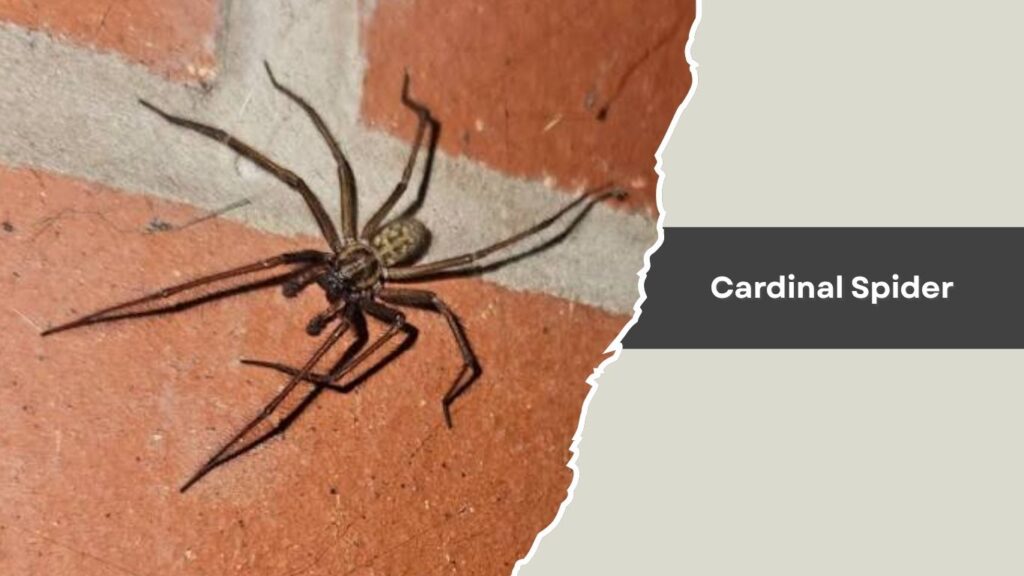 Cardinal Spider