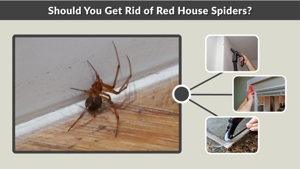 Should You Get Rid of Red House Spiders?