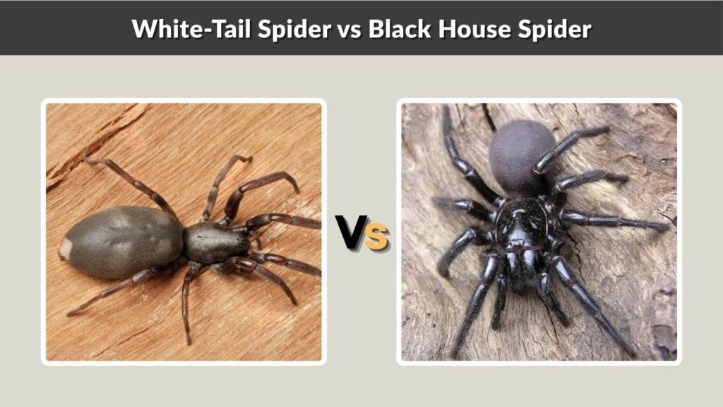 White-Tail Spider vs Black House Spider