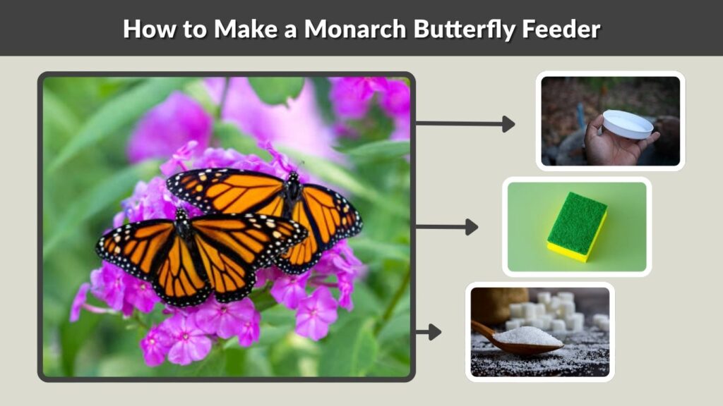 How to Make a Monarch Butterfly Feeder