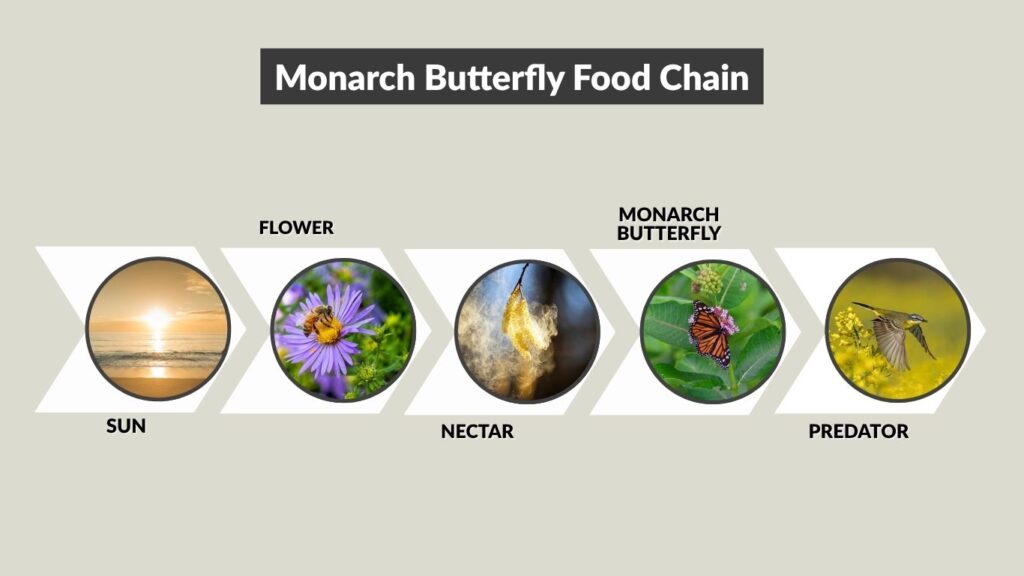 Monarch Butterfly Food Chain