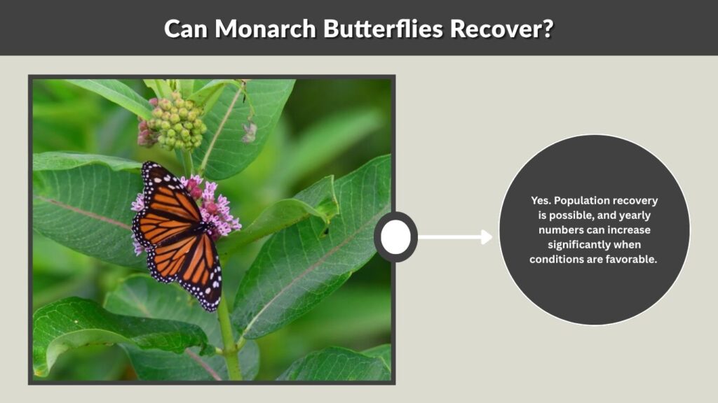 Can Monarch Butterflies Recover?