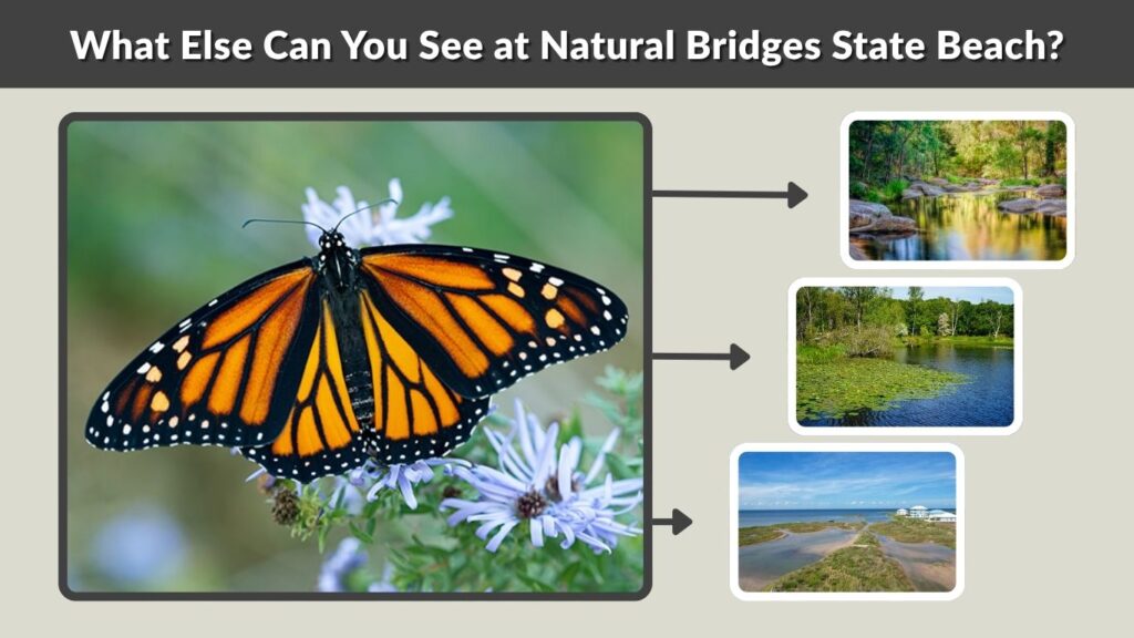 What Else Can You See at Natural Bridges State Beach?