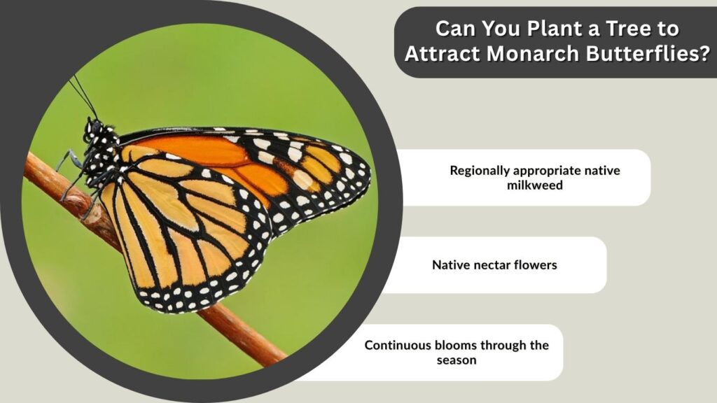 Can You Plant a Tree to Attract Monarch Butterflies?