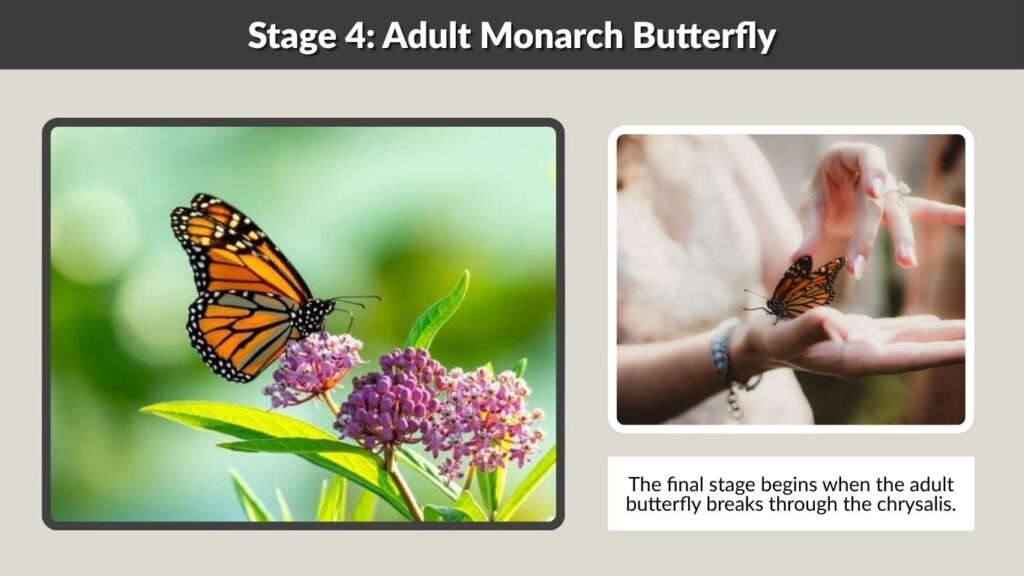 Stage 4: Adult Monarch Butterfly