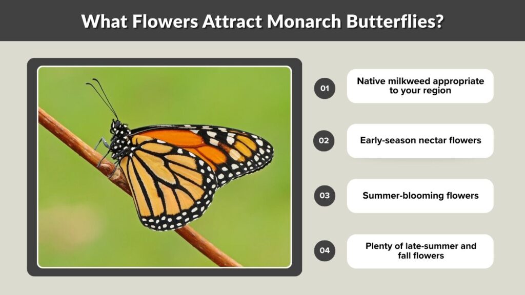 What Flowers Attract Monarch Butterflies?