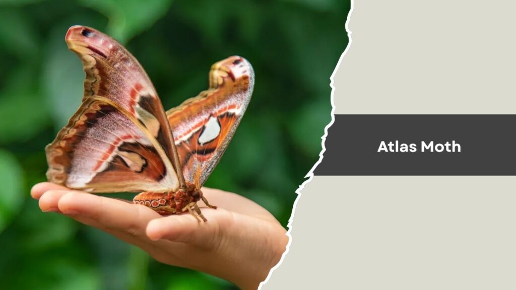 Atlas Moth