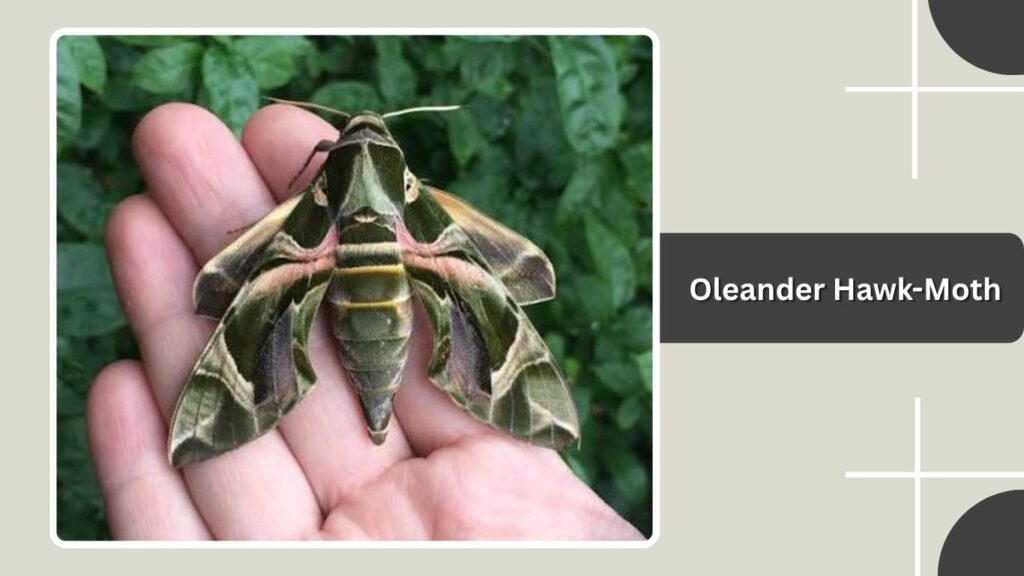 Oleander Hawk-Moth
