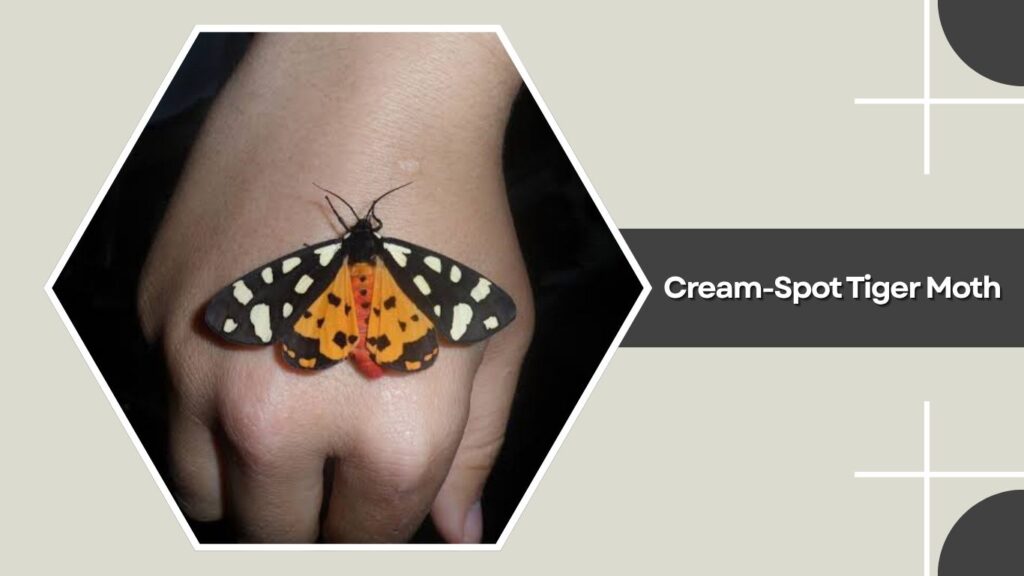 Cream-Spot Tiger Moth