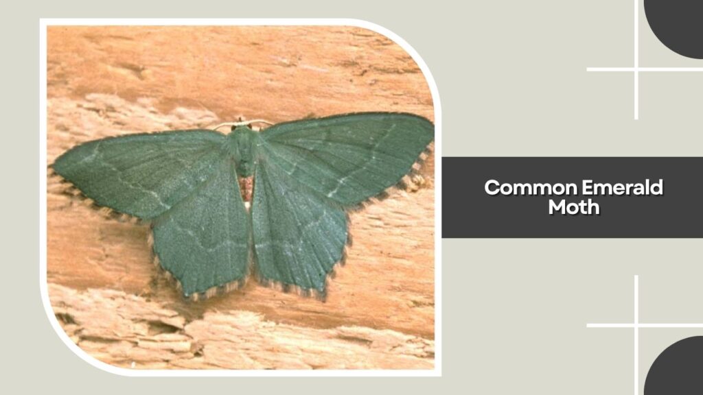 Common Emerald Moth