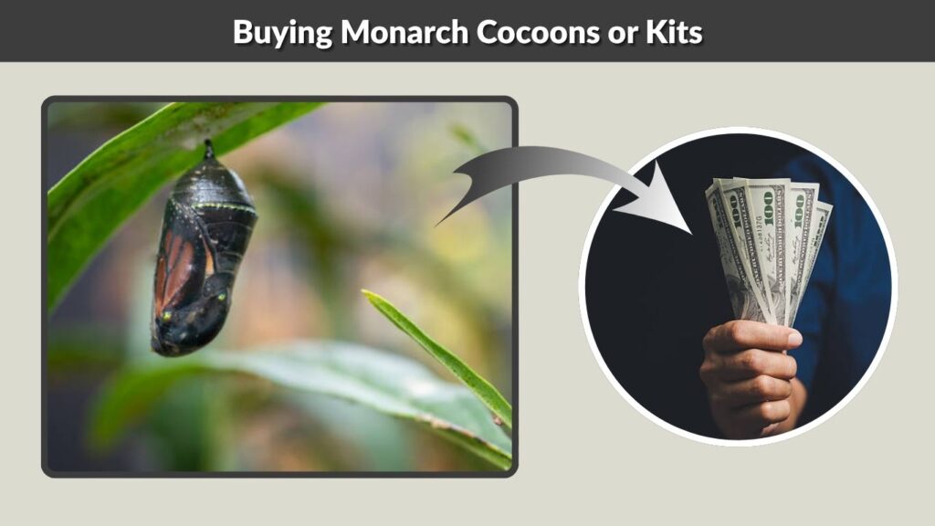 Buying Monarch Cocoons or Kits
