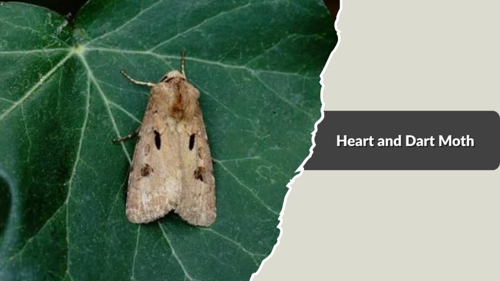 Heart and Dart Moth