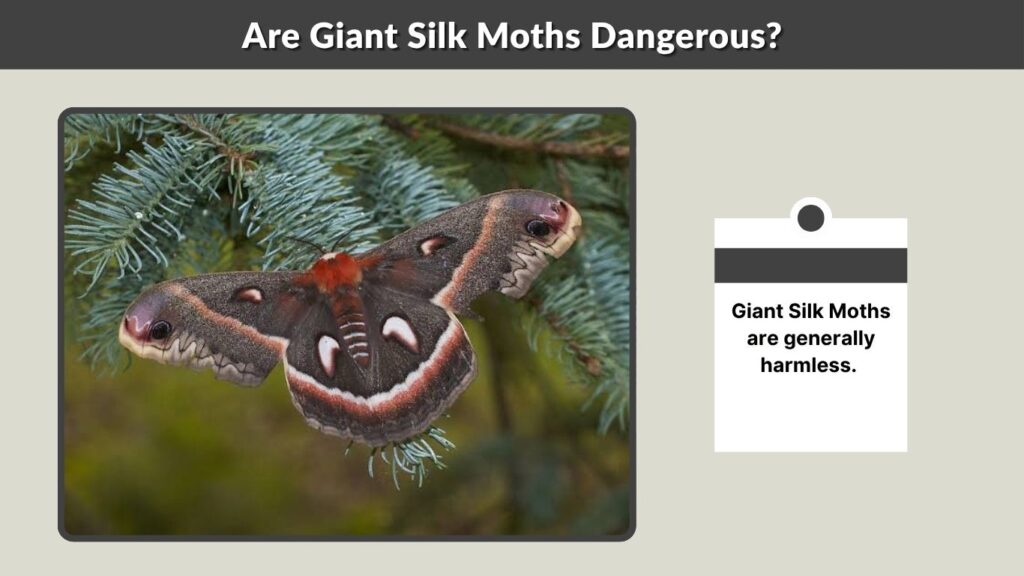 Are Giant Silk Moths Dangerous?