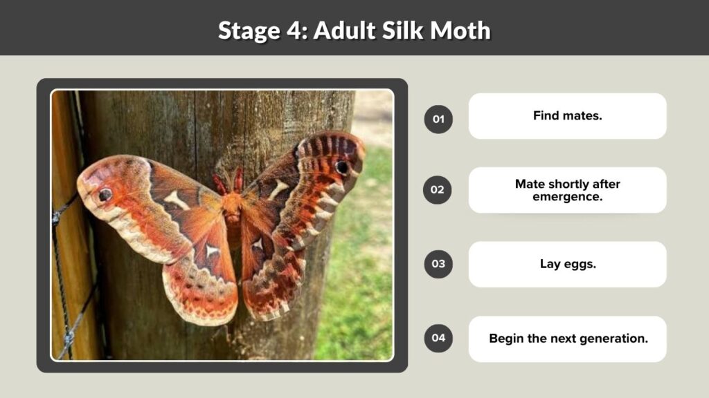 Stage 4: Adult Silk Moth