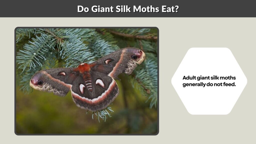 Do Giant Silk Moths Eat?