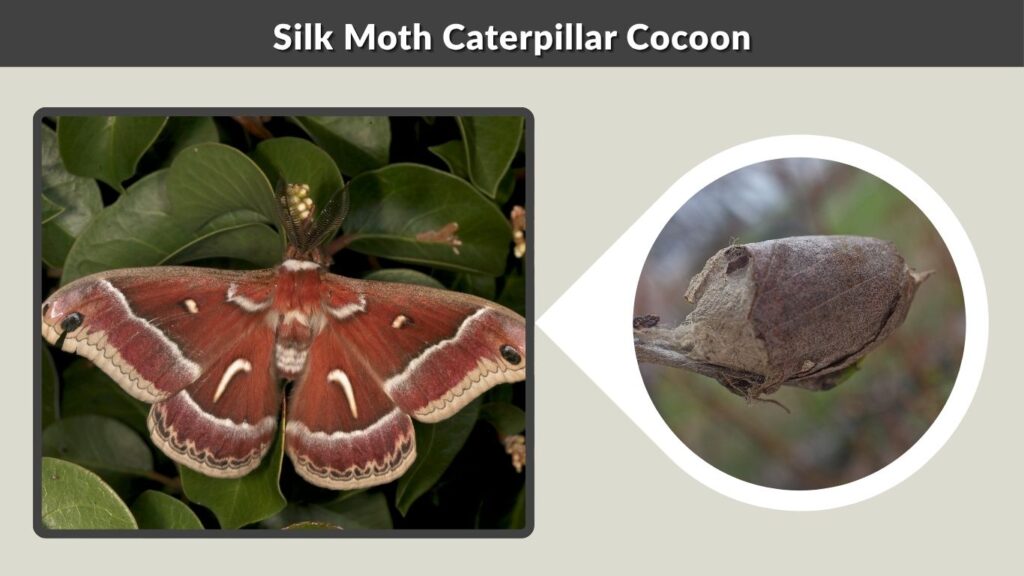 Silk Moth Caterpillar Cocoon