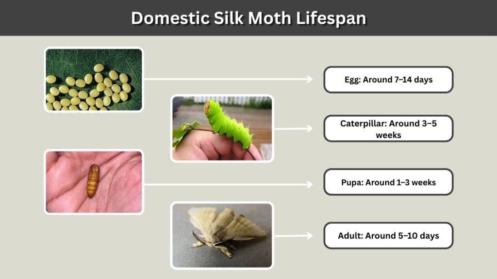 Domestic Silk Moth Lifespan