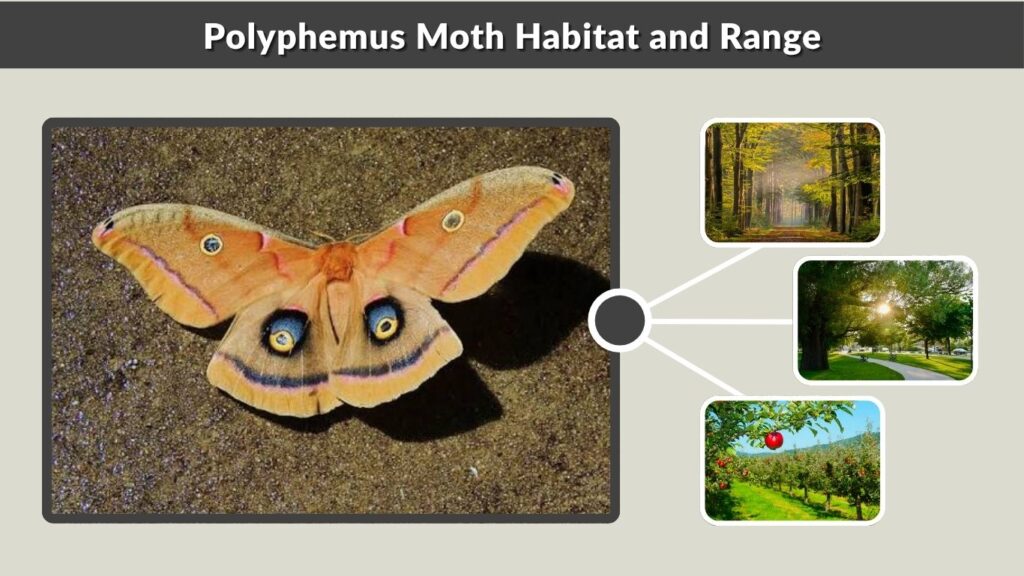 Polyphemus Moth Habitat and Range
