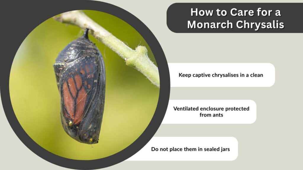 How to Care for a Monarch Chrysalis