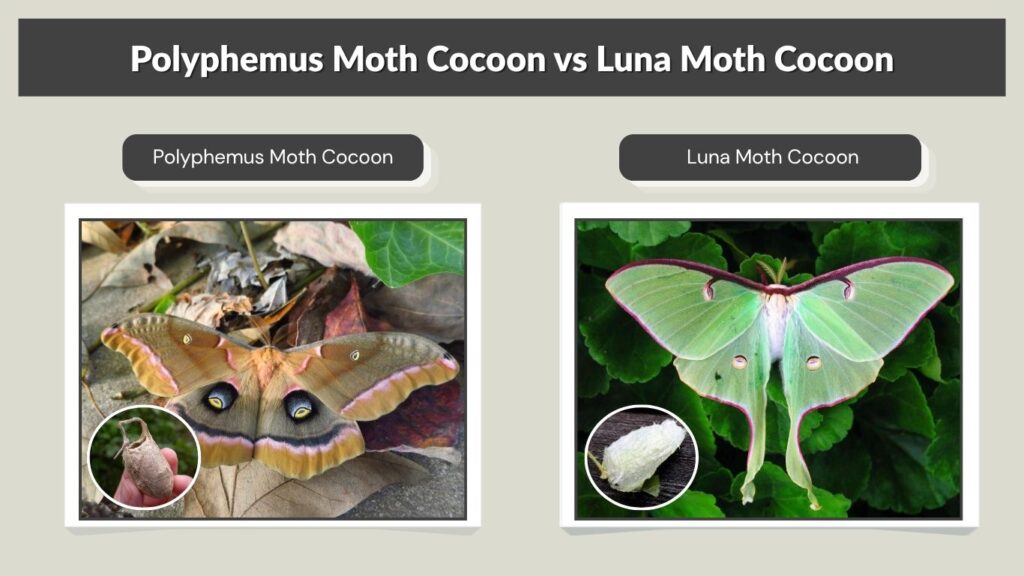 Polyphemus Moth Cocoon vs Luna Moth Cocoon