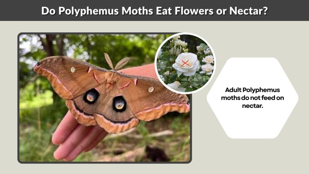 Do Polyphemus Moths Eat Flowers or Nectar?