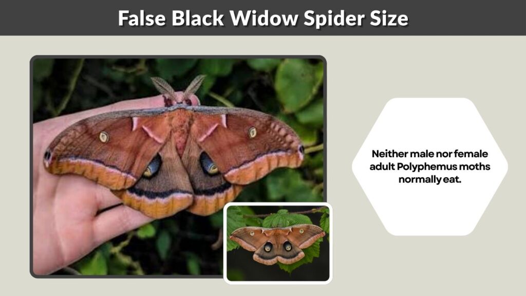 Can Male and Female Polyphemus Moths Eat?