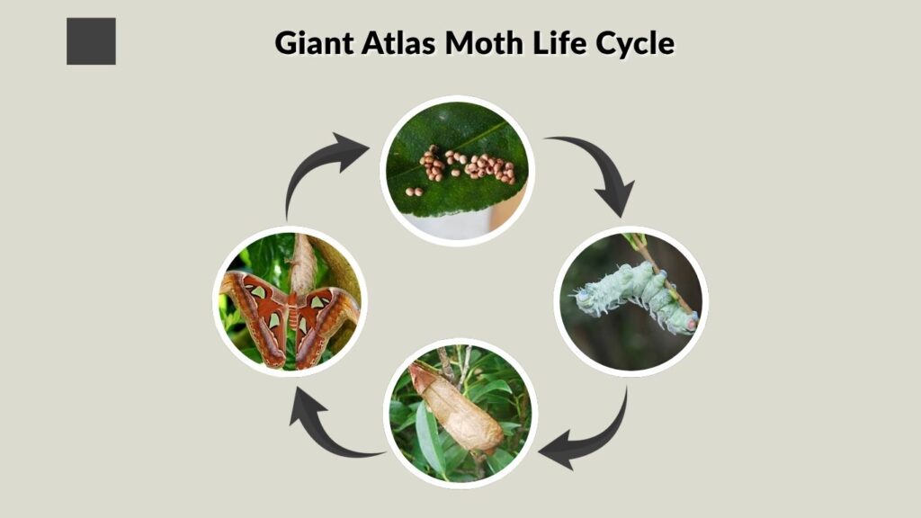 Giant Atlas Moth Life Cycle