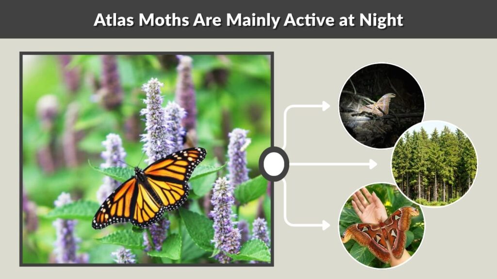 Atlas Moths Are Mainly Active at Night